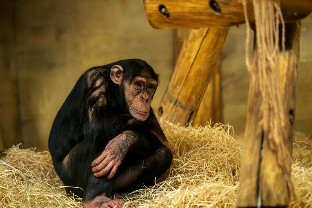 La loterie des bananes